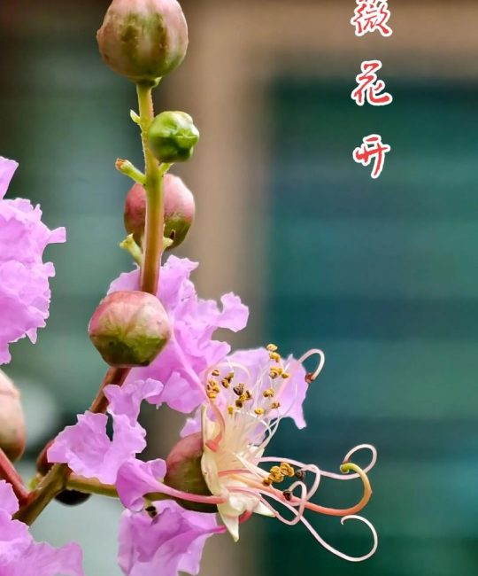 紫微花树插植方法详解：新手也能成活的扦插繁殖技巧