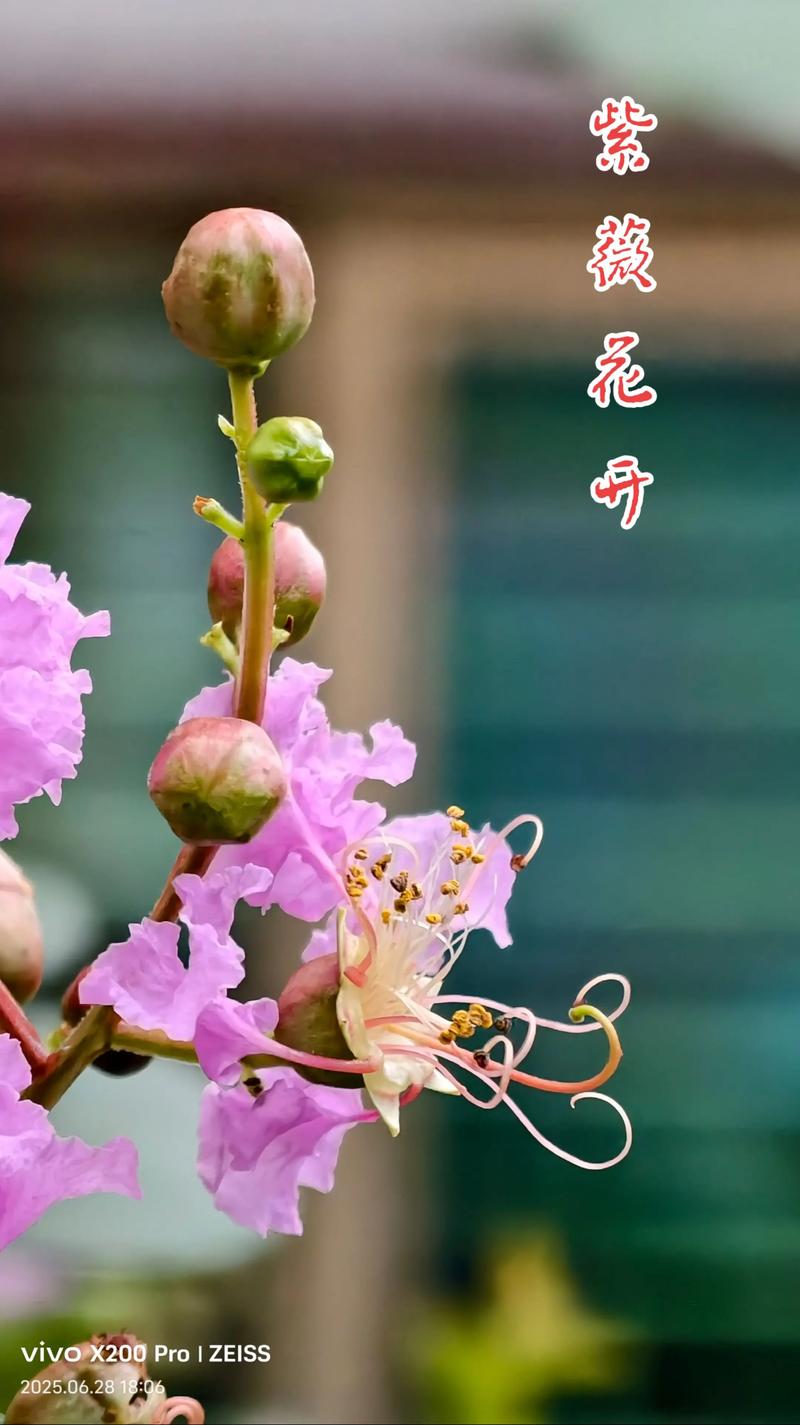 紫微花树插植方法详解：新手也能成活的扦插繁殖技巧