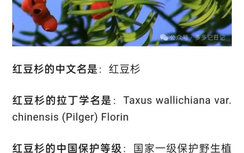 南方红豆杉的副作用与安全用药指南