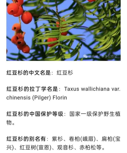 南方红豆杉的副作用与安全用药指南