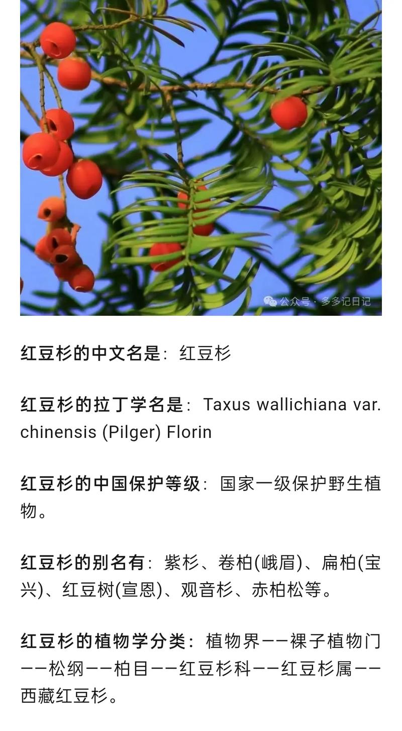 南方红豆杉的副作用与安全用药指南
