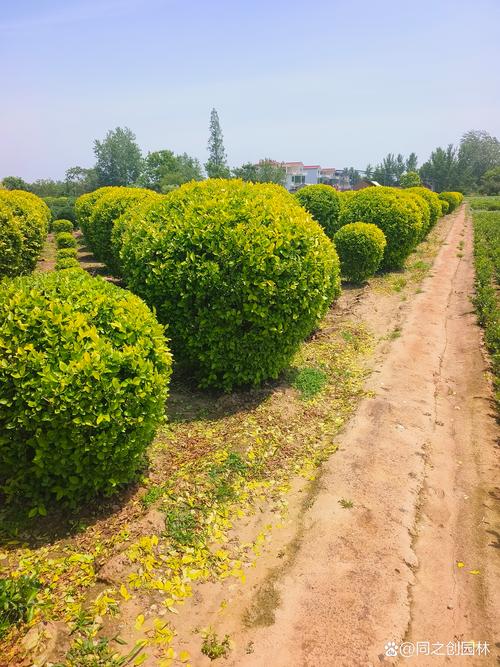 金叶女贞绿篱种植与修剪技术规范 种植密度与成型周期