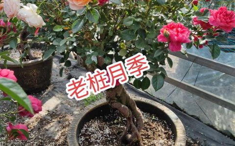 月季老桩种植方法和注意事项：提高成活率的实操指南