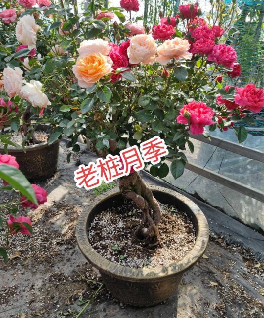 月季老桩种植方法和注意事项：提高成活率的实操指南