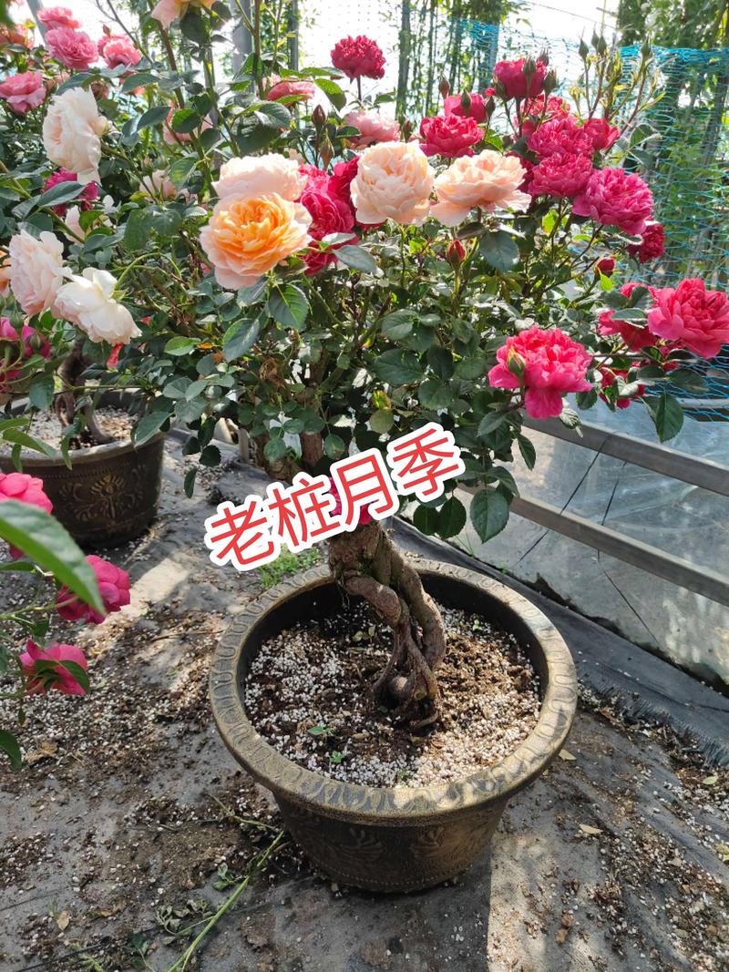 月季老桩种植方法和注意事项：提高成活率的实操指南