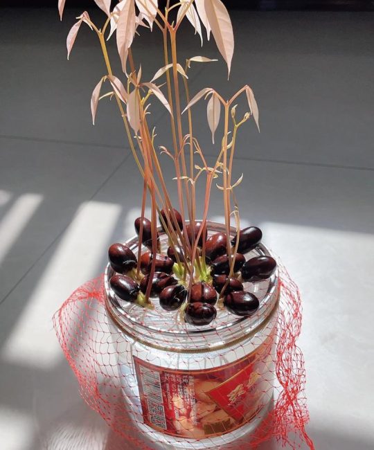 荔枝盆栽怎么种植？家庭阳台种植全攻略