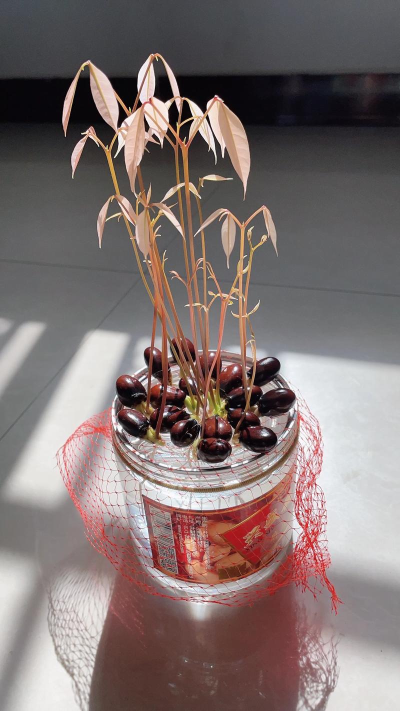 荔枝盆栽怎么种植？家庭阳台种植全攻略