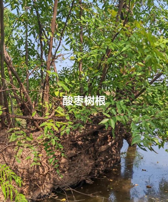 酸枣树根的功效与作用及安全食用指南