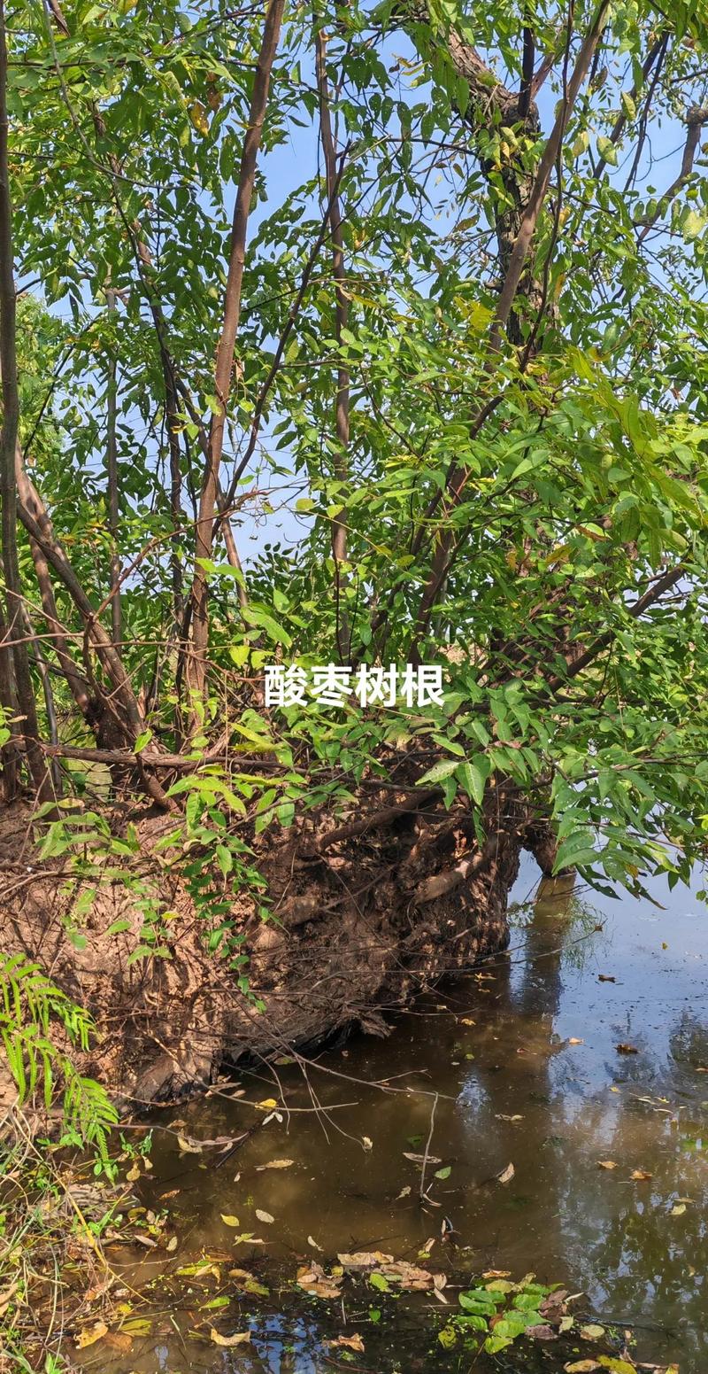 药用常识