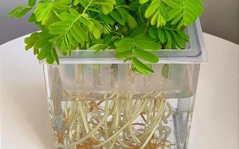 根系发达的水培植物：水景造景与水质净化的高效选择