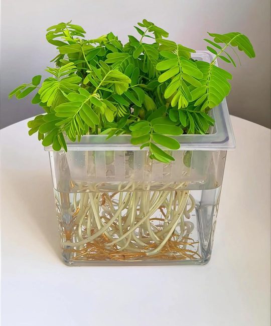 根系发达的水培植物：水景造景与水质净化的高效选择