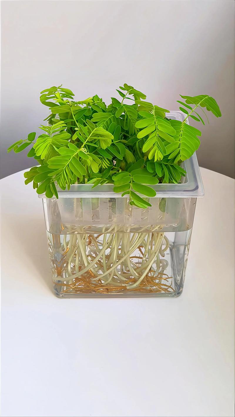 根系发达的水培植物：水景造景与水质净化的高效选择
