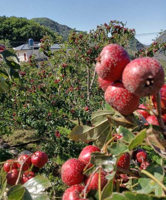 哪里的山楂最好最正宗？2026年山东、河北等优质产区与品种选购指南