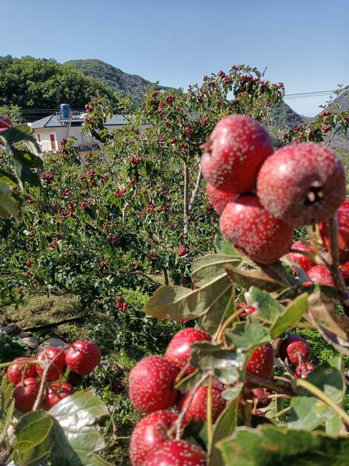 哪里的山楂最好最正宗？2026年山东、河北等优质产区与品种选购指南