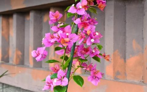 粉九月三角梅勤花吗？揭秘它的开花习性及养护秘籍