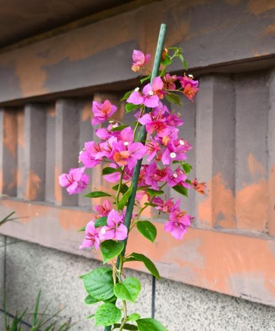 粉九月三角梅勤花吗？揭秘它的开花习性及养护秘籍
