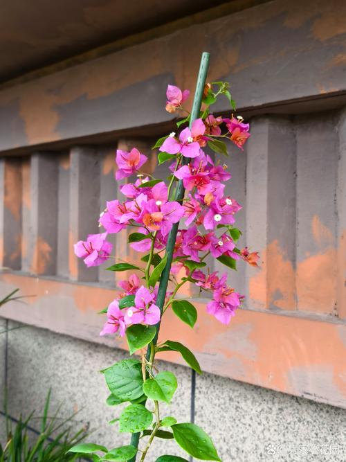 粉九月三角梅勤花吗?揭秘它的开花习性及养护秘籍 粉九月三角梅勤花吗?揭秘它的开花习性及养护秘籍