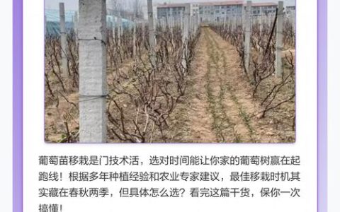 葡萄移栽后多久判断成活？7天观察法与3大关键指标详解