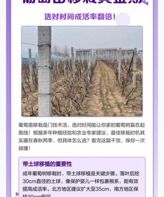 葡萄移栽后多久判断成活？7天观察法与3大关键指标详解