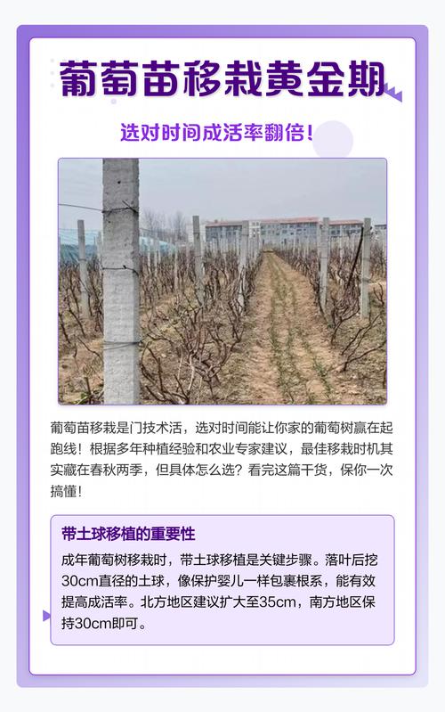 葡萄移栽后多久判断成活?7天观察法与3大关键指标详解 葡萄移栽后多久判断成活?7天观察法与3大关键指标详解