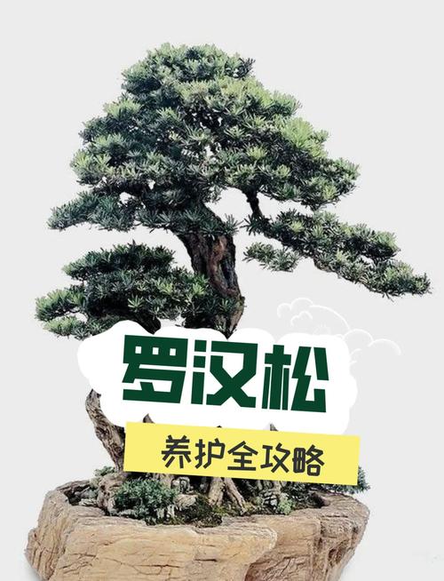 罗汉松怎么养才能更旺盛?家庭盆栽养护全攻略 越冬与越夏:防寒防暑,通风透气