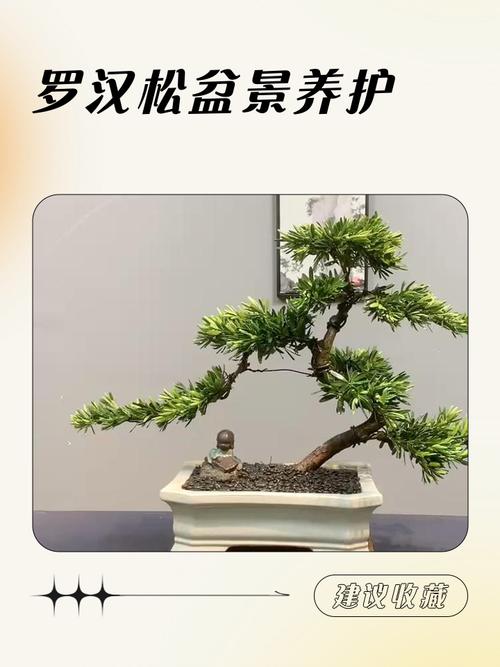 罗汉松怎么养才能更旺盛?家庭盆栽养护全攻略 光照:喜明亮散射光,忌烈日暴晒