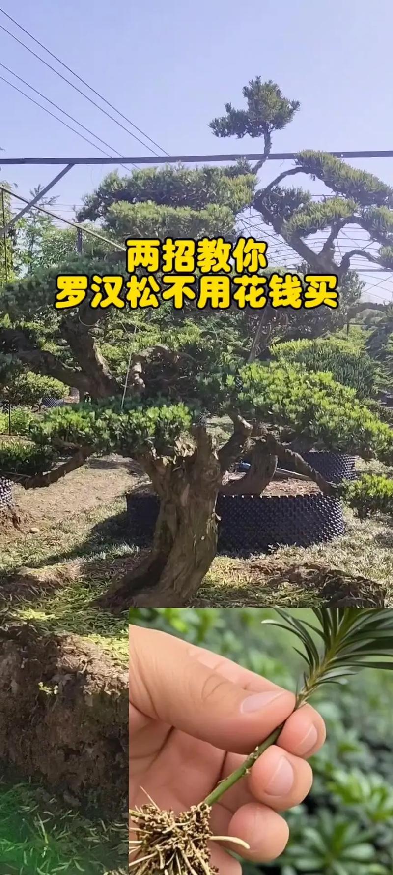 罗汉松怎么养才能更旺盛?家庭盆栽养护全攻略 换盆与土壤:疏松透气,定期换盆
