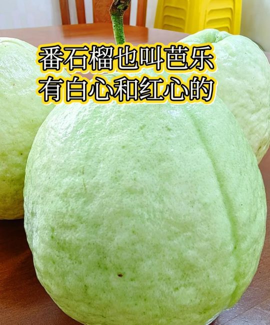 番石榴和石榴有什么区别？6维度详细对比与选购种植指南