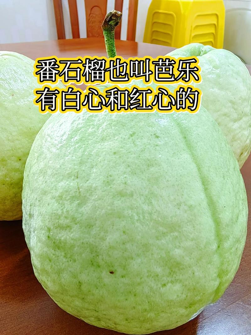 番石榴和石榴有什么区别?6维度详细对比与选购种植指南 番石榴和石榴有什么区别?6维度详细对比与选购种植指南