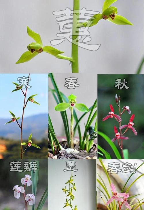 兰花一般几月份开花?不同品种花期及促花技巧全解析 兰花只长叶子不开花的原因与解决