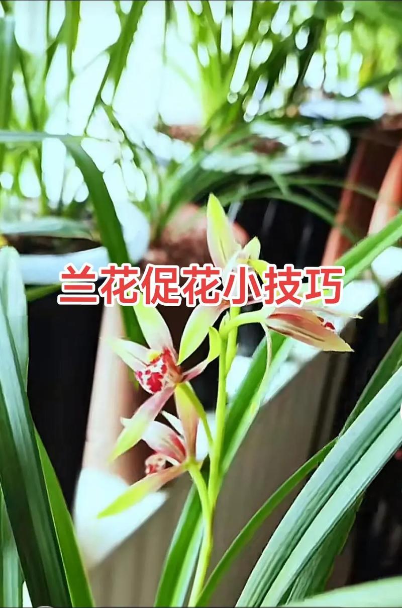 兰花一般几月份开花?不同品种花期及促花技巧全解析 常见问题(FAQ)
