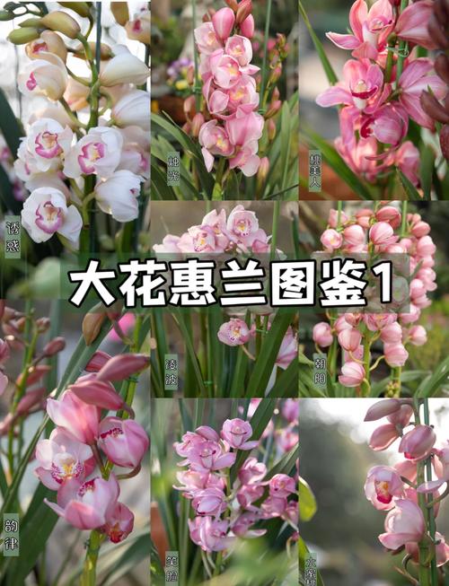兰花一般几月份开花?不同品种花期及促花技巧全解析 总结