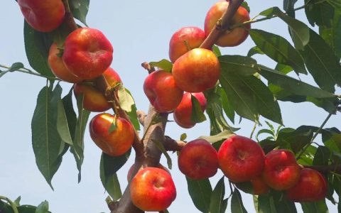 中油蟠10号桃品种深度解析：与中油蟠12号对比及种植指南