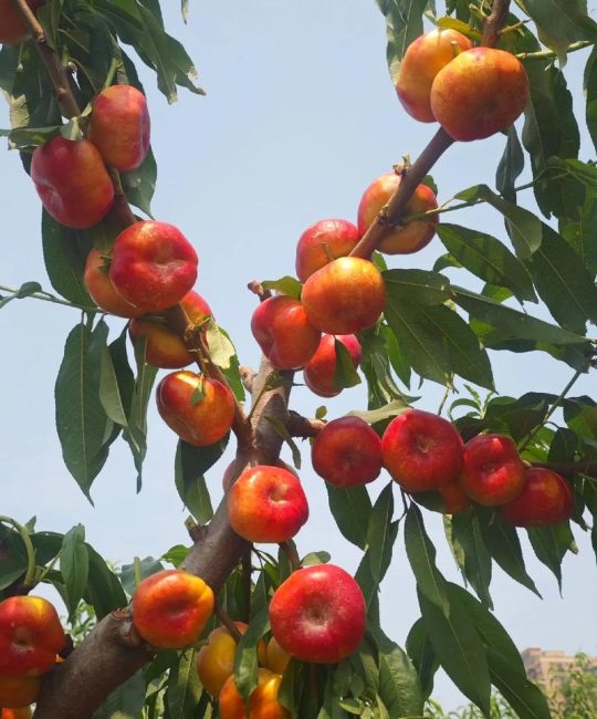 中油蟠10号桃品种深度解析：与中油蟠12号对比及种植指南