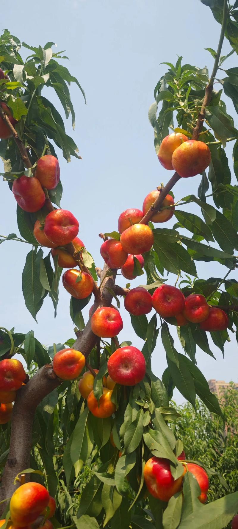 中油蟠10号桃品种深度解析:与中油蟠12号对比及种植指南 中油蟠10号桃品种深度解析:与中油蟠12号对比及种植指南