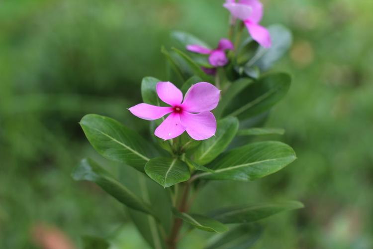 长春花是草本还是木本?阳台种植全攻略与养护指南 长春花是草本还是木本?阳台种植全攻略与养护指南