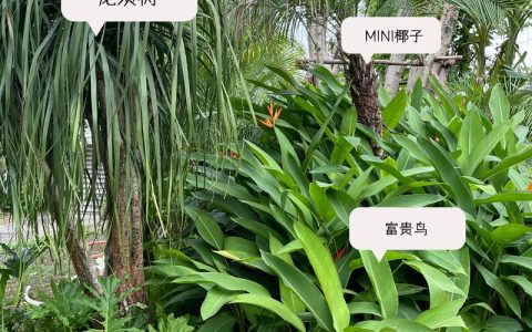 庭院种植四季常绿植物指南：打造永不凋零的私家花园
