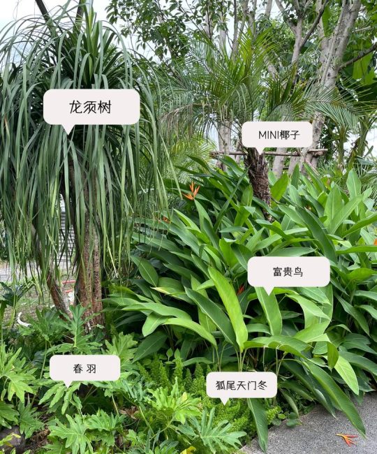 庭院种植四季常绿植物指南：打造永不凋零的私家花园