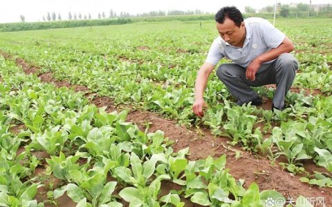 板蓝根种植技术详解：一亩利润分析及全流程管理指南