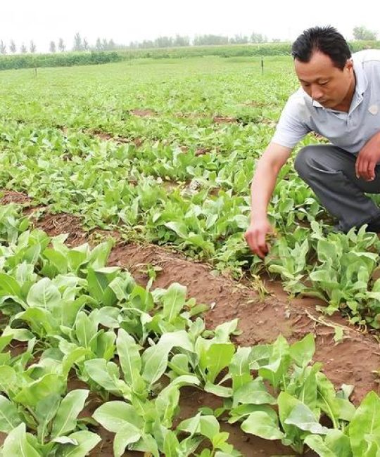 板蓝根种植技术详解：一亩利润分析及全流程管理指南