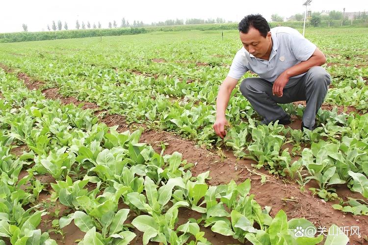 板蓝根种植技术详解:一亩利润分析及全流程管理指南 板蓝根种植技术详解:一亩利润分析及全流程管理指南