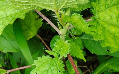 草本植物是什么？家庭园艺新手必读的分类、种植与养护全指南