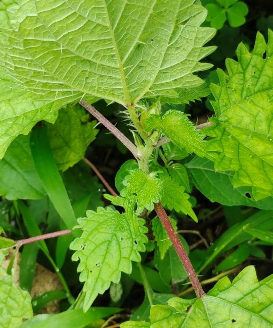 草本植物是什么？家庭园艺新手必读的分类、种植与养护全指南