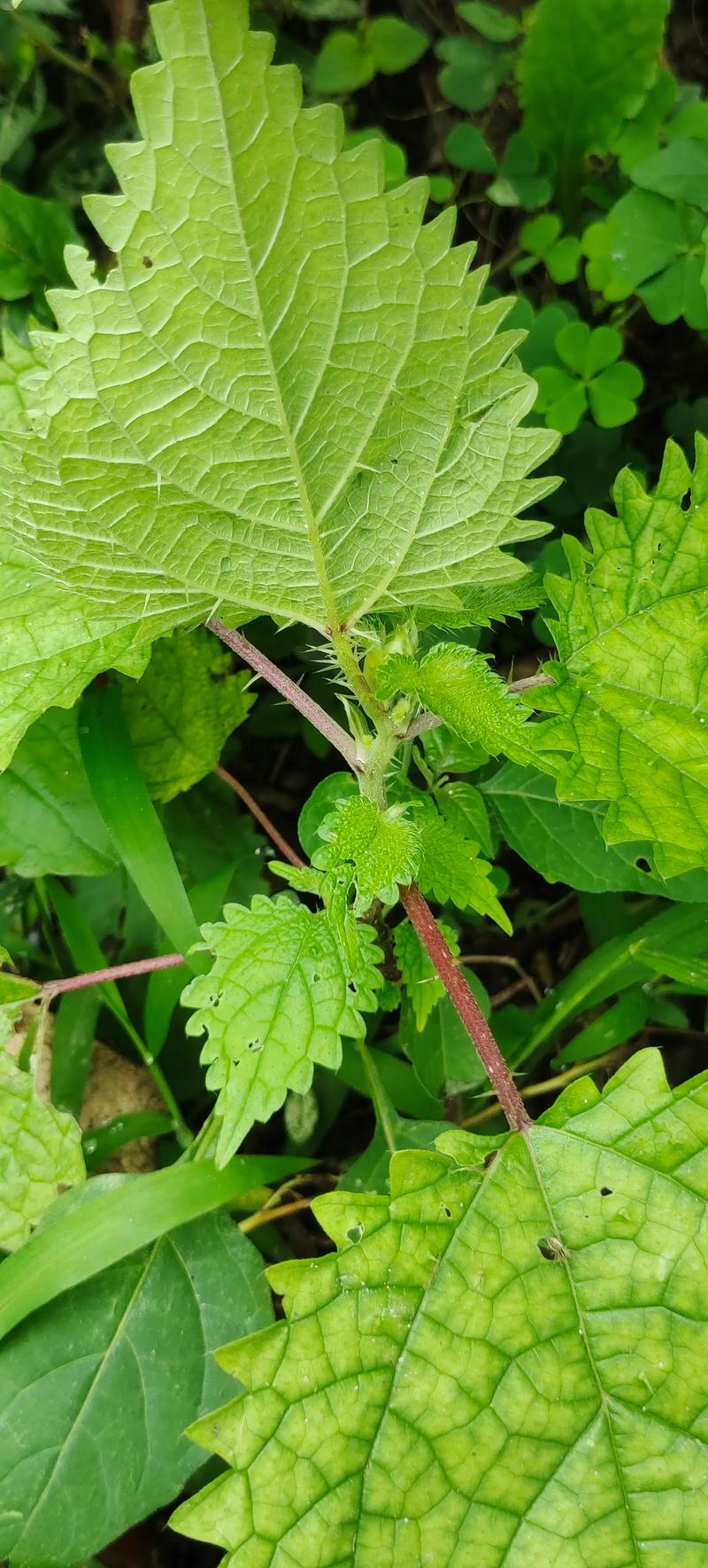 草本植物是什么？家庭园艺新手必读的分类、种植与养护全指南