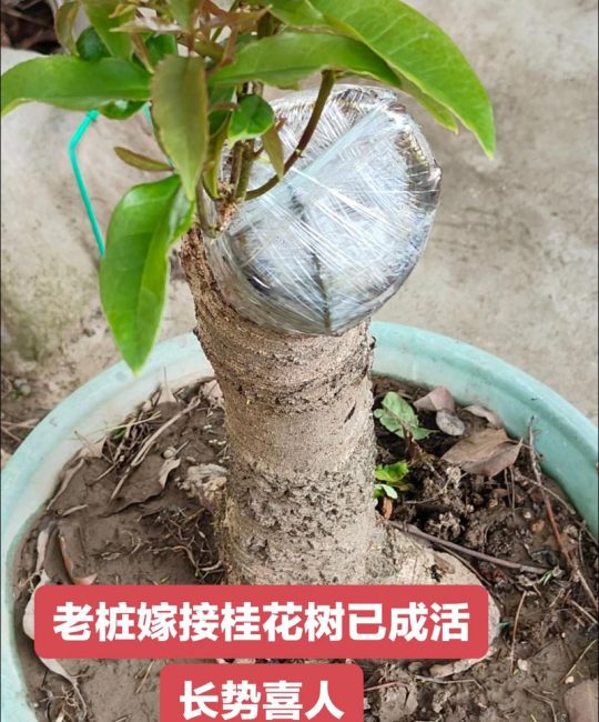 桂花嫁接最佳时间及操作技术详解