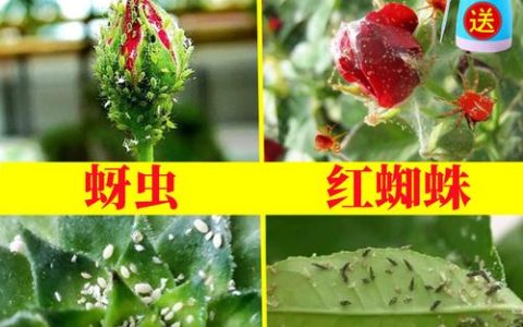 月季花常见病虫害用什么药？家庭月季黑斑病、白粉病及虫害防治指南