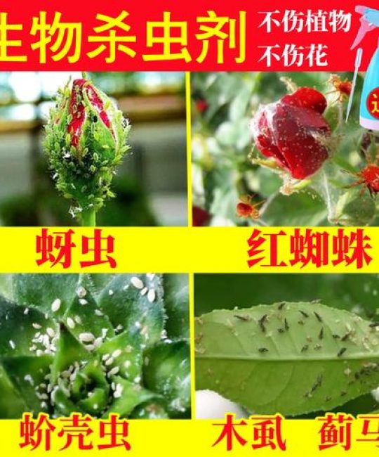 月季花常见病虫害用什么药？家庭月季黑斑病、白粉病及虫害防治指南