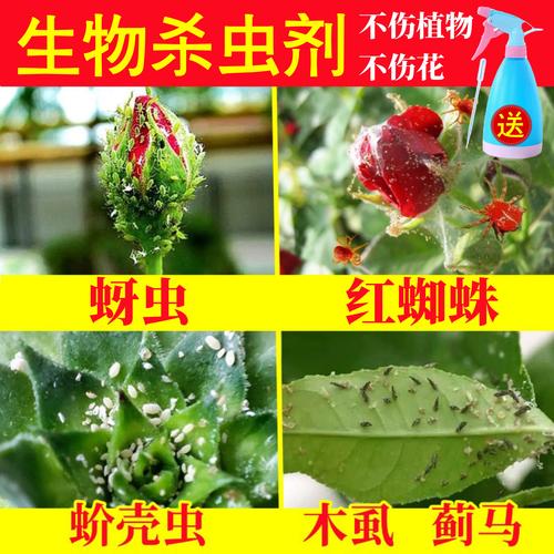 月季花常见病虫害用什么药？家庭月季黑斑病、白粉病及虫害防治指南