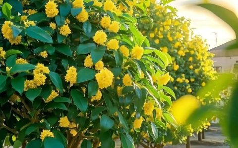 桂花树可以晒太阳吗？不同季节的光照管理技巧