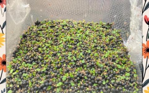 水草种子正确种植方法：从选种到成活的完整指南